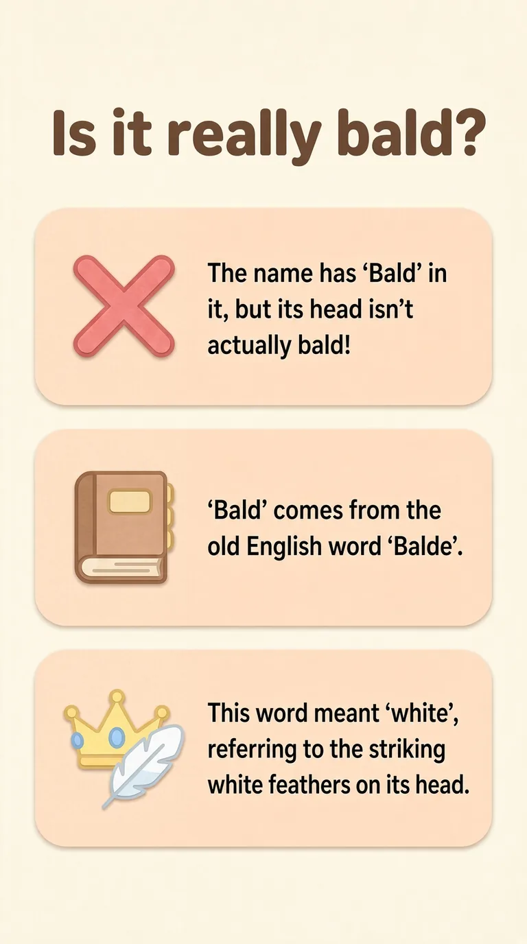 Is it really bald?