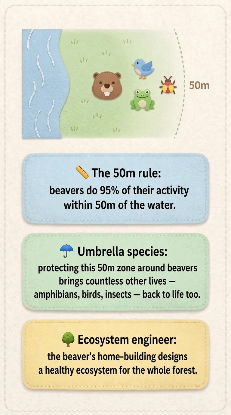 The 50m rule: beavers do 95% of their activity within 50m of the water. / Umbrella species: protecting this 50m zone around beavers brings countless other lives — amphibians, birds, insects — back to life too. / Ecosystem engineer: the beaver's ho...