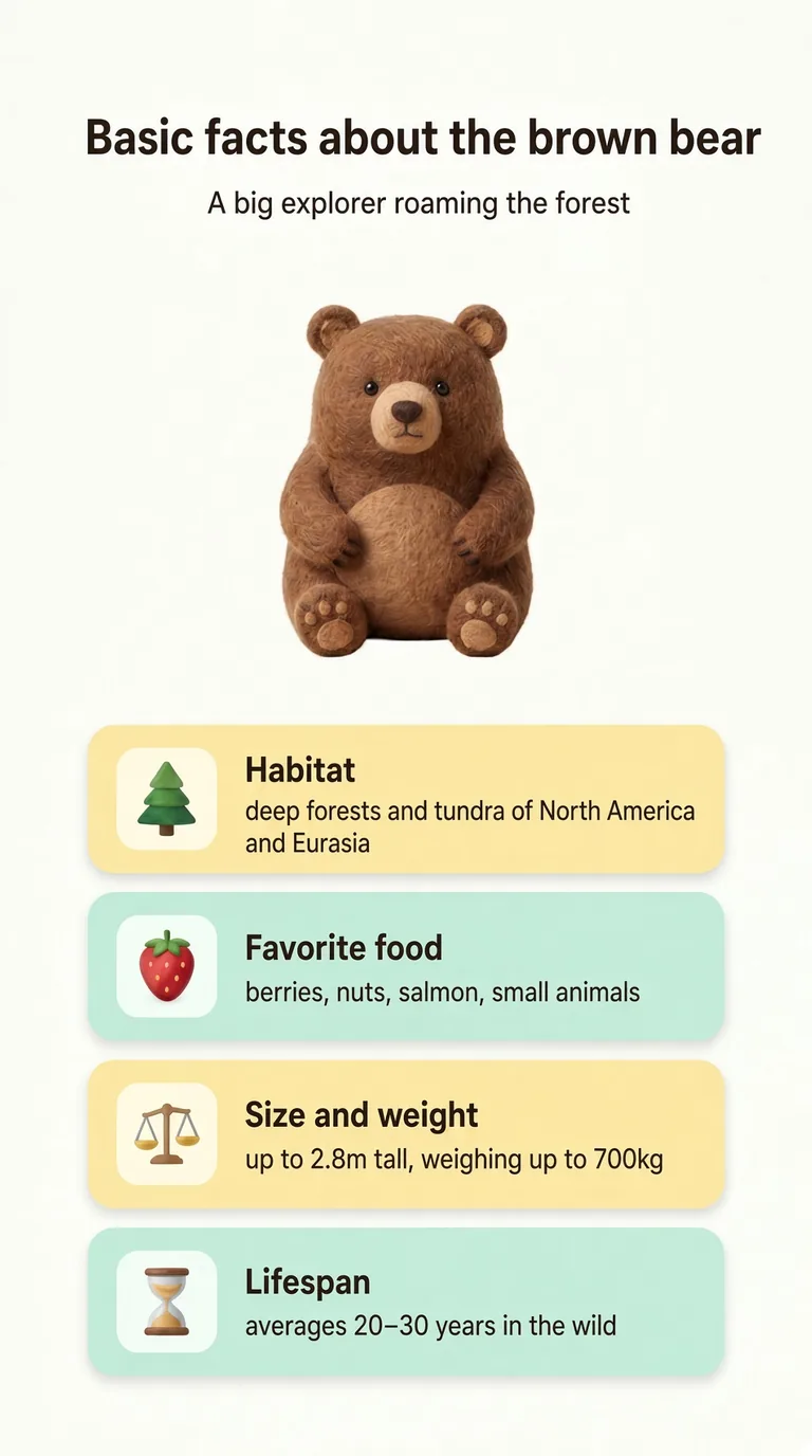 Basic facts about the brown bear — A big explorer roaming the forest — Habitat / Favorite food / Size and weight / Lifespan