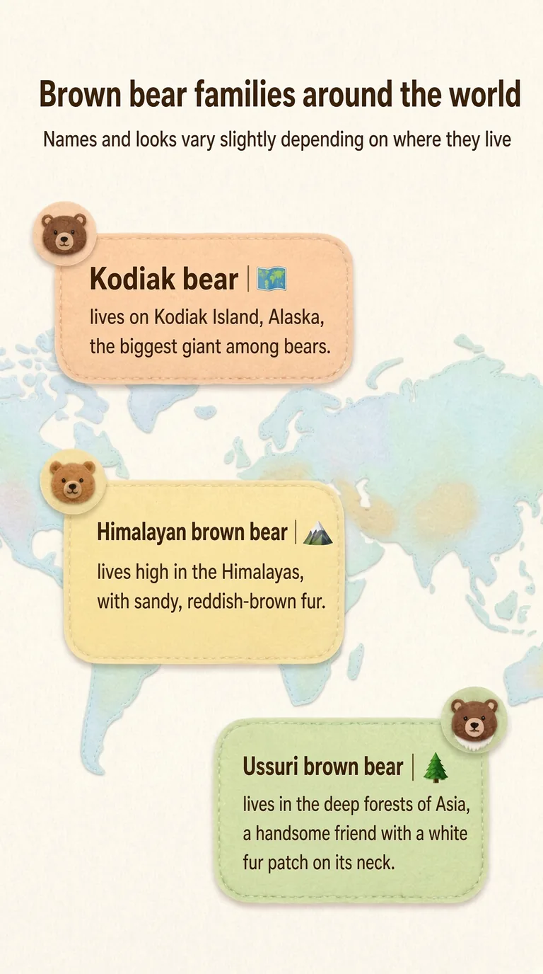 Brown bear families around the world — Names and looks vary slightly depending on where they live — Kodiak bear / Himalayan brown bear / Ussuri brown bear