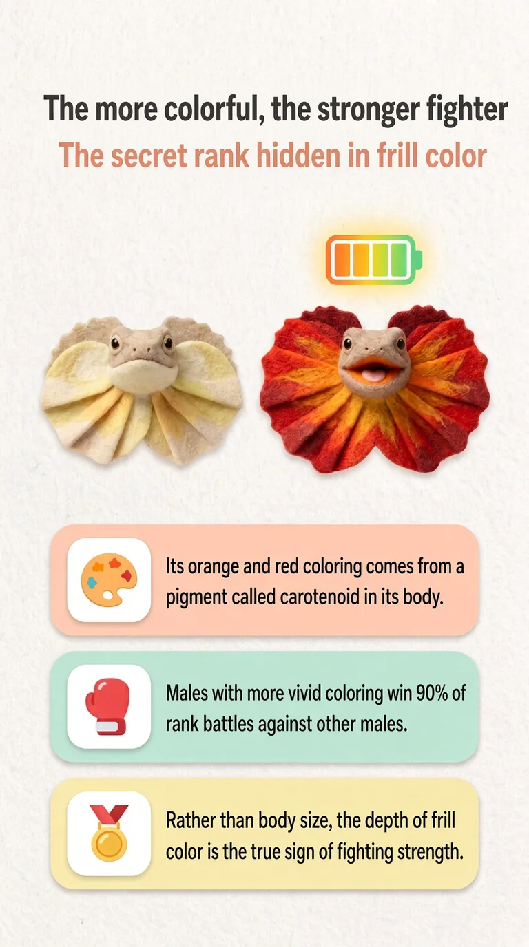 The more colorful, the stronger fighter — The secret rank hidden in frill color