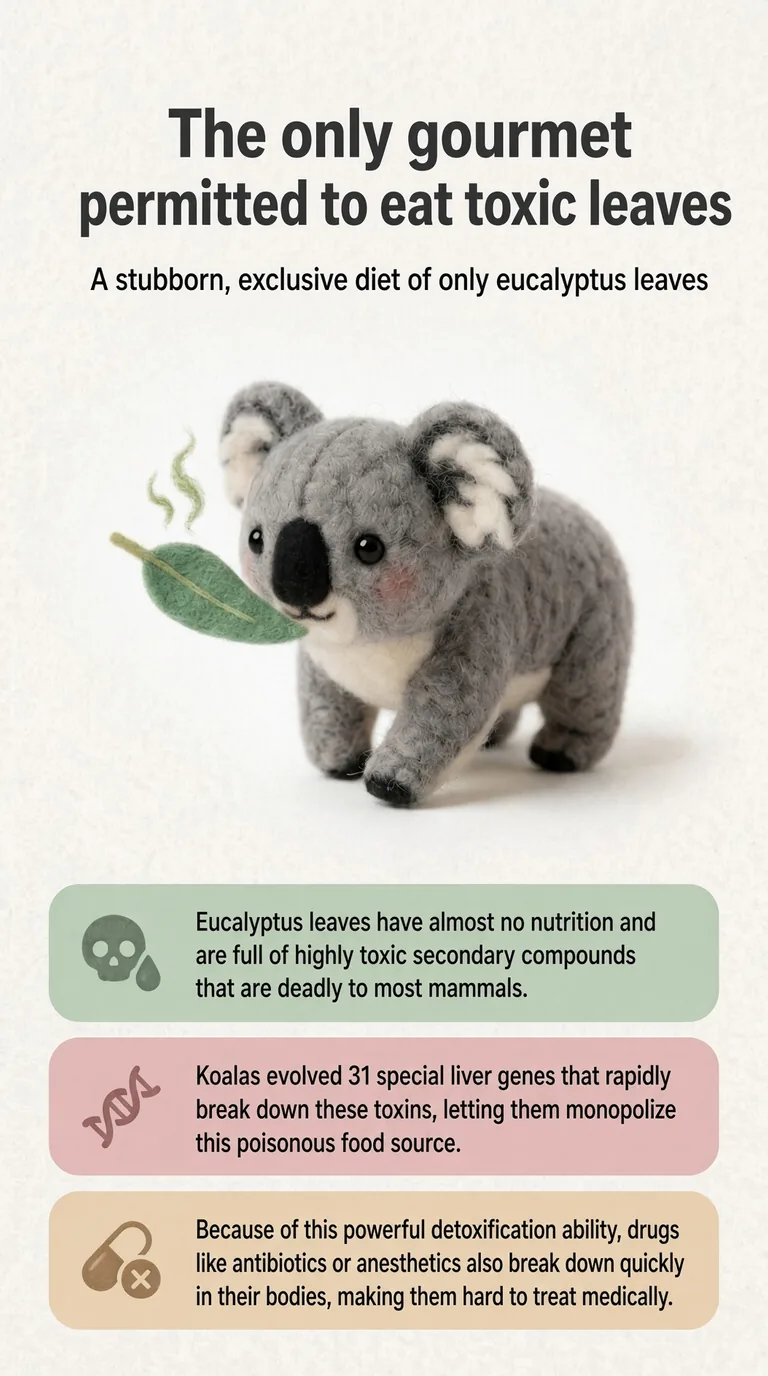 The only gourmet permitted to eat toxic leaves — A stubborn, exclusive diet of only eucalyptus leaves