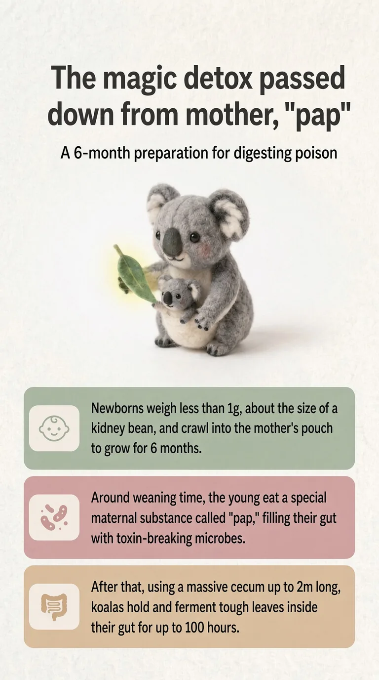 The magic detox passed down from mother, "pap" — A 6-month preparation for digesting poison