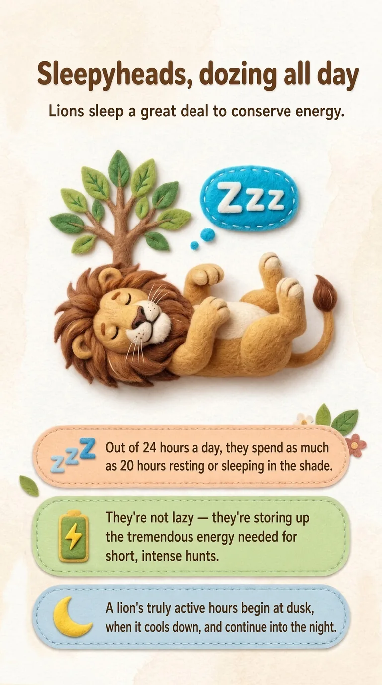 Sleepyheads, dozing all day — Lions sleep a great deal to conserve energy.