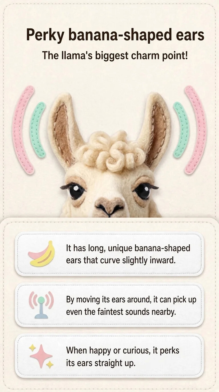 Perky banana-shaped ears — The llama's biggest charm point!