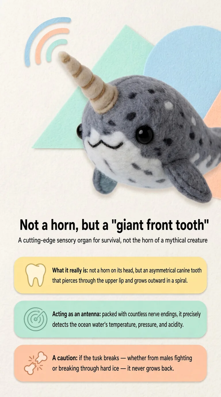 Not a horn, but a "giant front tooth" — A cutting-edge sensory organ for survival, not the horn of a mythical creature — What it really is / Acting as an antenna / A caution