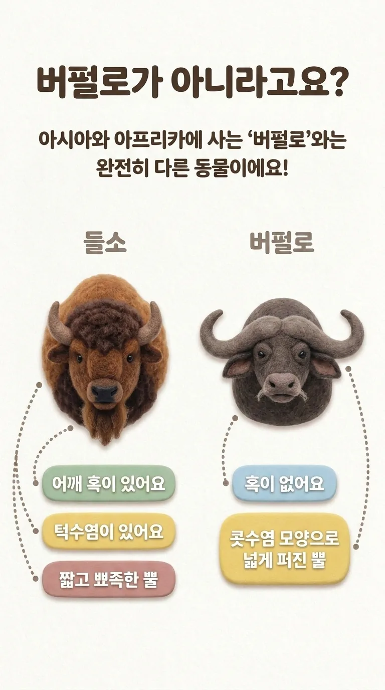 버펄로가 아니라고요? — 아시아와 아프리카에 사는 '버펄로'와는 완전히 다른 동물이에요! — 들소 / 버펄로