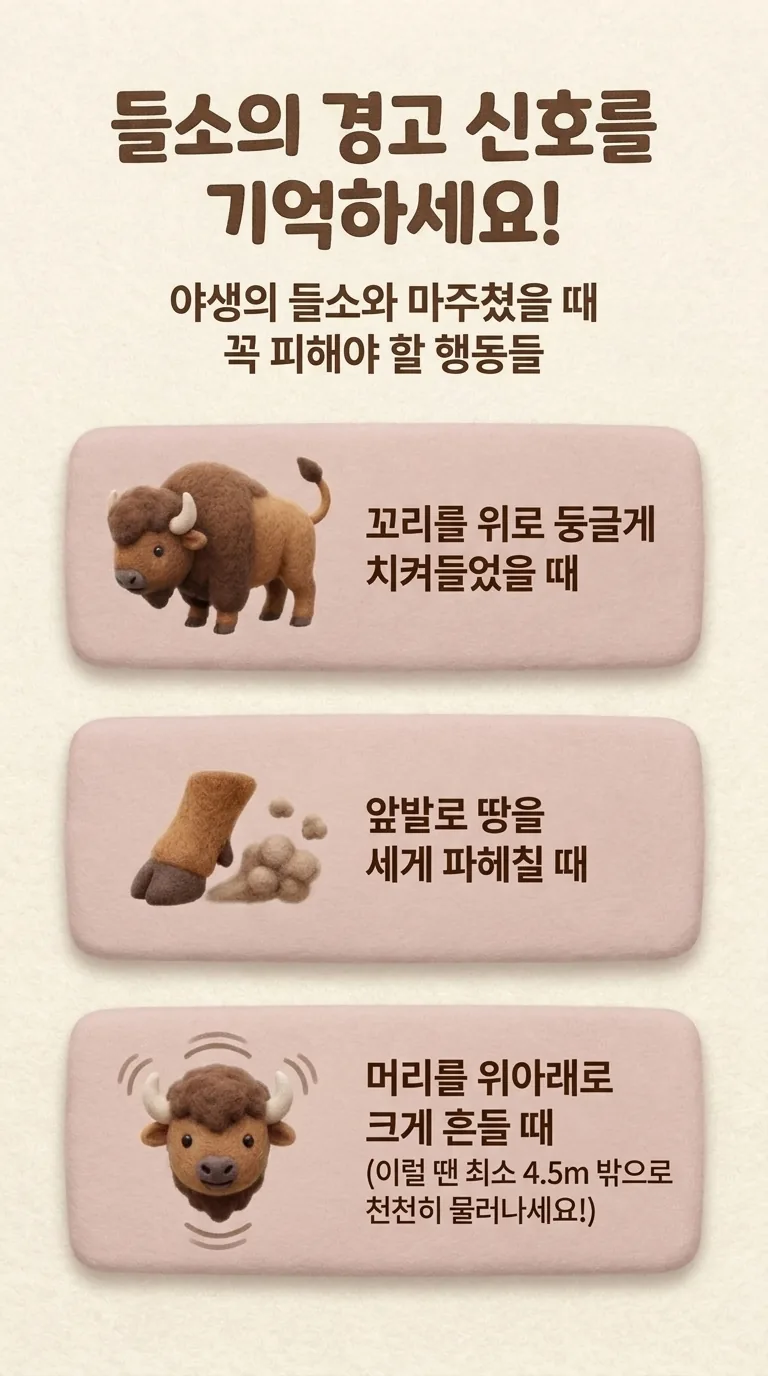 들소의 경고 신호를 기억하세요! — 야생의 들소와 마주쳤을 때 꼭 피해야 할 행동들