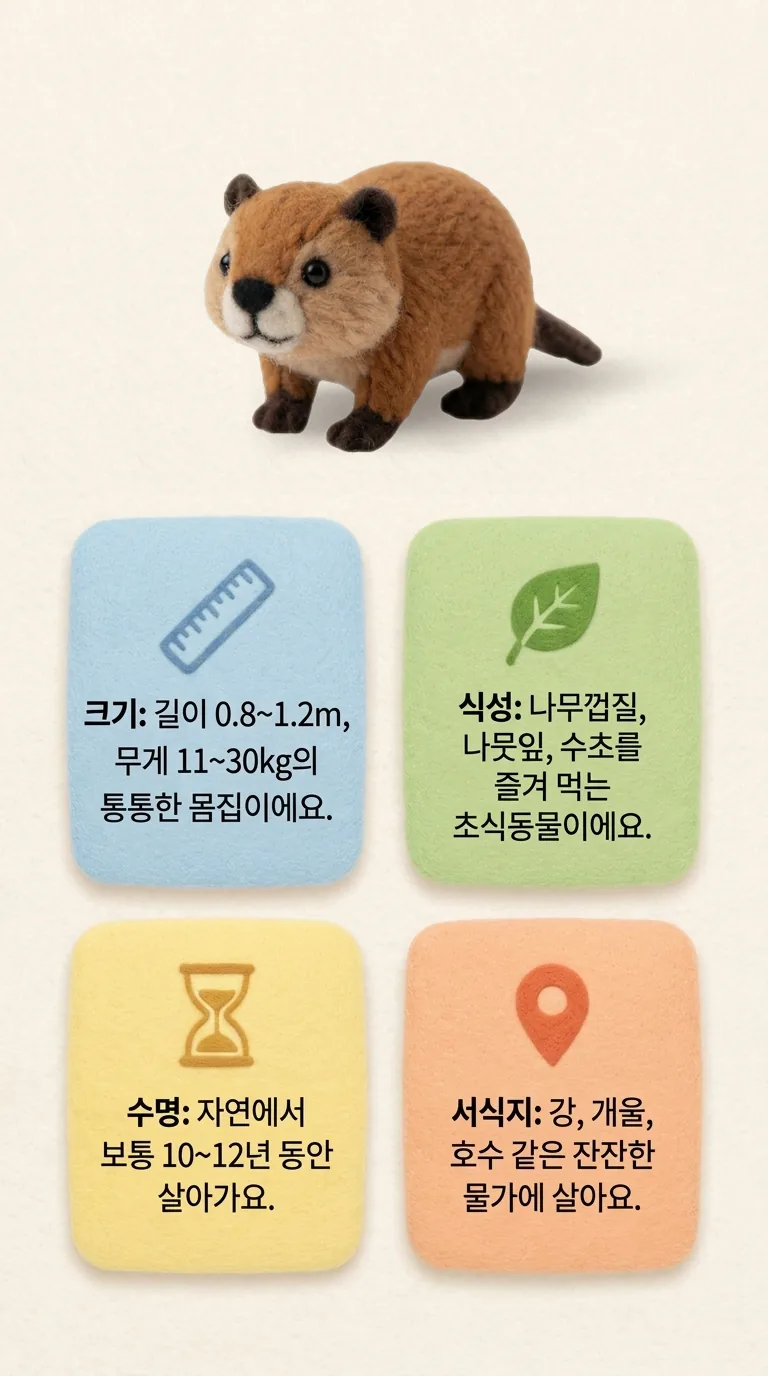 크기: 길이 0.8 ~ 1.2m, 무게 11 ~ 30kg의 통통한 몸집이에요. / 수명: 자연에서 보통 10 ~ 12년 동안 살아가요. / 식성: 나무껍질, 나뭇잎, 수초를 즐겨 먹는 초식동물이에요. / 서식지: 강, 개울, 호수 같은 잔잔한 물가에 살아요.