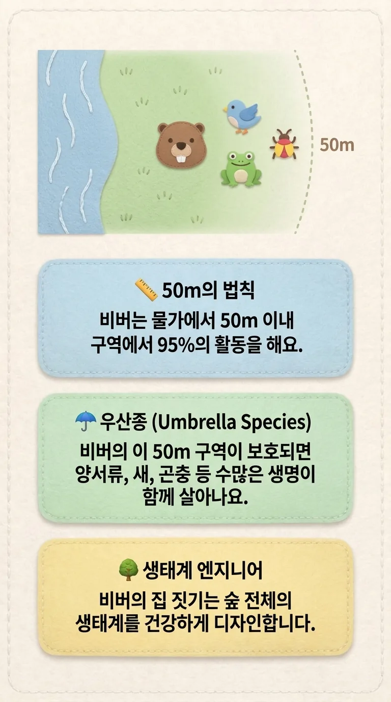 50m의 법칙: 비버는 물가에서 50m 이내 구역에서 95%의 활동을 해요. / 우산종 (Umbrella Species): 비버의 이 50m 구역이 보호되면 양서류, 새, 곤충 등 수많은 생명이 함께 살아나요. / 생태계 엔지니어: 비버의 집 짓기는 숲 전체의 생태계를 건강하게 디자인합니다.