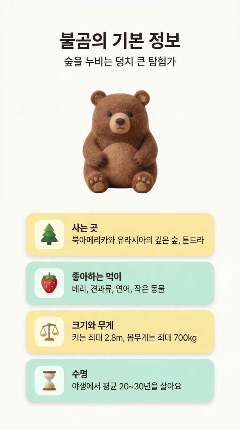 불곰의 기본 정보 — 숲을 누비는 덩치 큰 탐험가 — 사는 곳 / 좋아하는 먹이 / 크기와 무게 / 수명