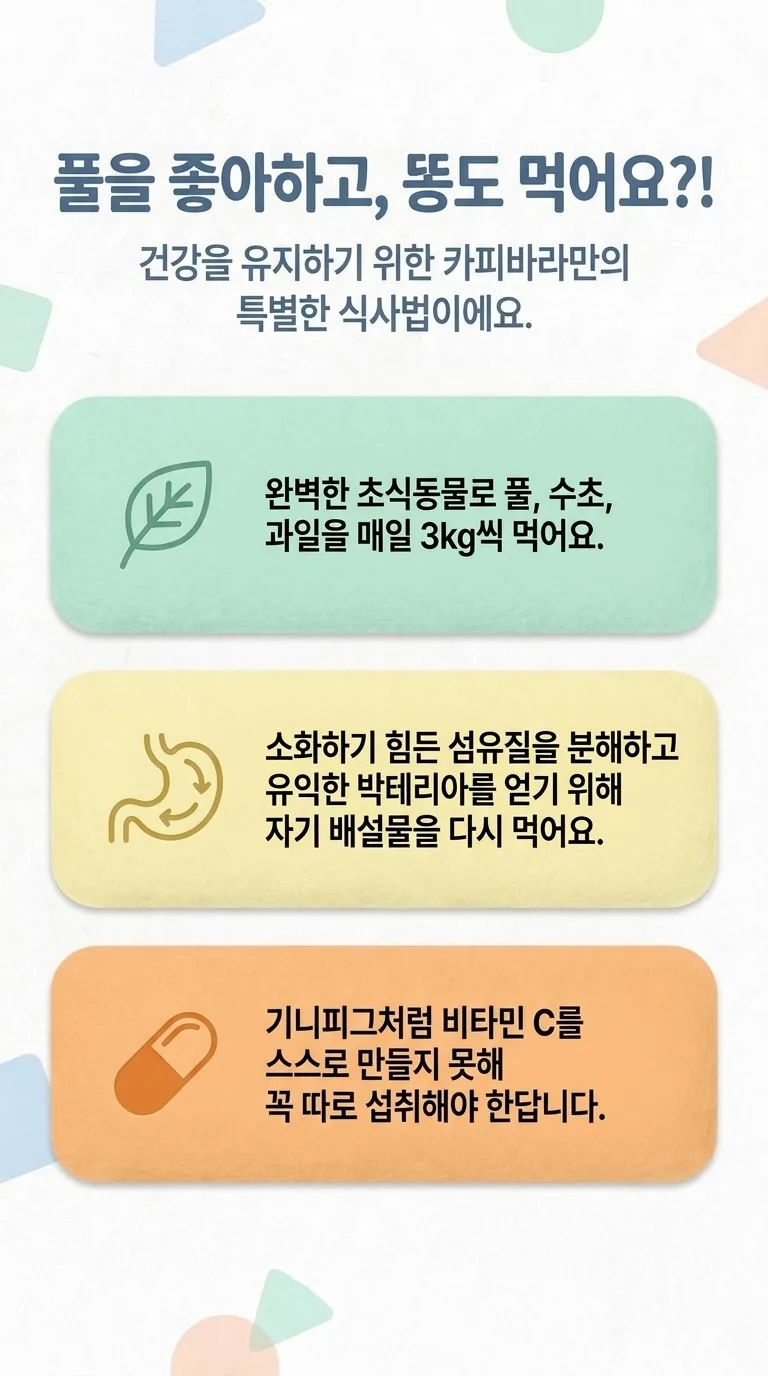 풀을 좋아하고, 똥도 먹어요?! — 건강을 유지하기 위한 카피바라만의 특별한 식사법이에요.