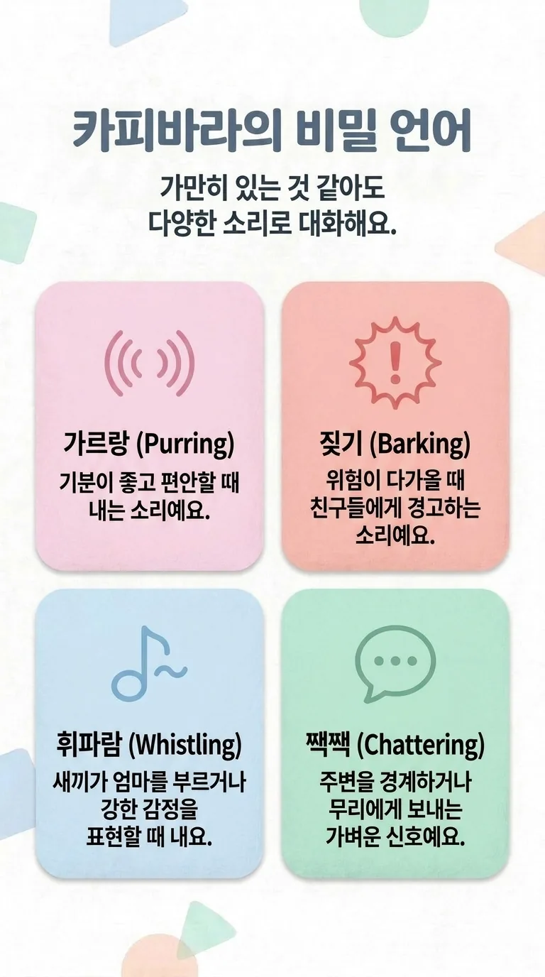 카피바라의 비밀 언어 — 가만히 있는 것 같아도 다양한 소리로 대화해요. — 가르랑 (Purring) / 짖기 (Barking) / 휘파람 (Whistling) / 짹짹 (Chattering)