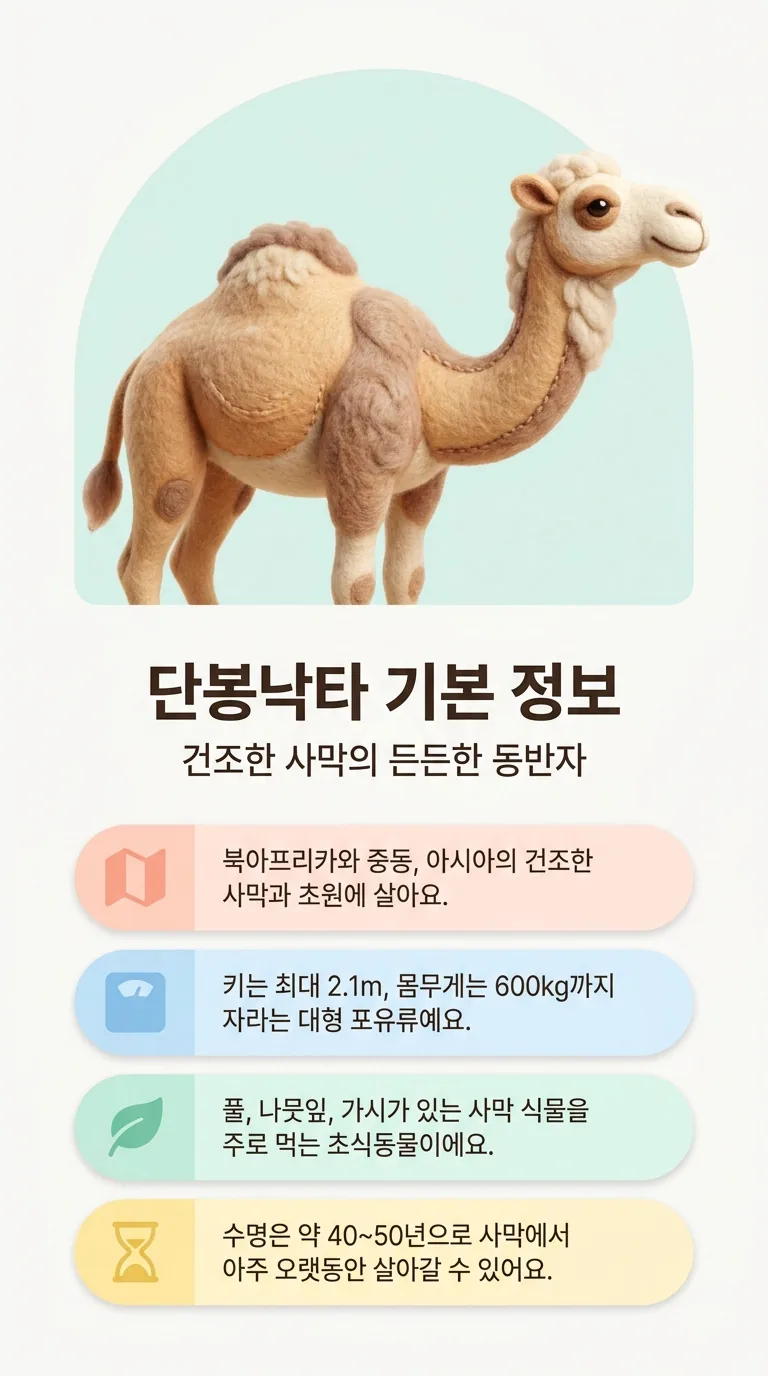 단봉낙타 기본 정보 — 건조한 사막의 든든한 동반자