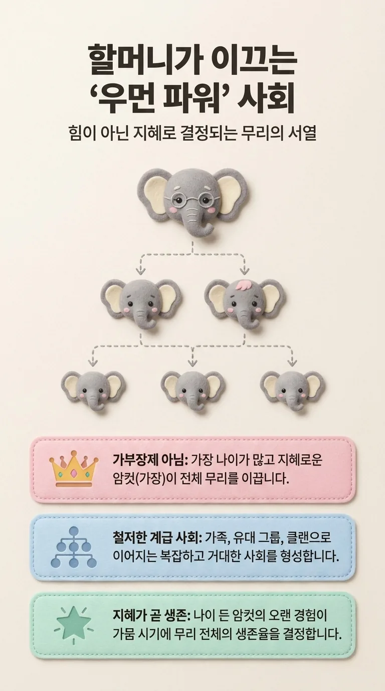할머니가 이끄는 '우먼 파워' 사회 — 힘이 아닌 지혜로 결정되는 무리의 서열 — 가부장제 아님 / 철저한 계급 사회 / 지혜가 곧 생존