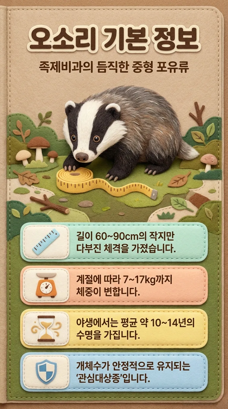 오소리 기본 정보 — 족제비과의 듬직한 중형 포유류