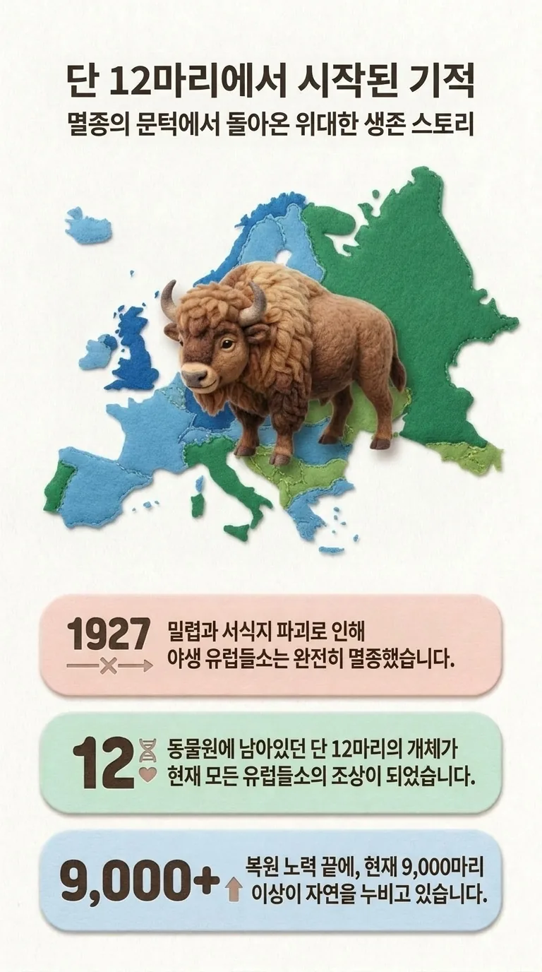 단 12마리에서 시작된 기적 — 멸종의 문턱에서 돌아온 위대한 생존 스토리 — 1927년 이후 / 12마리 / 9,000마리 이상