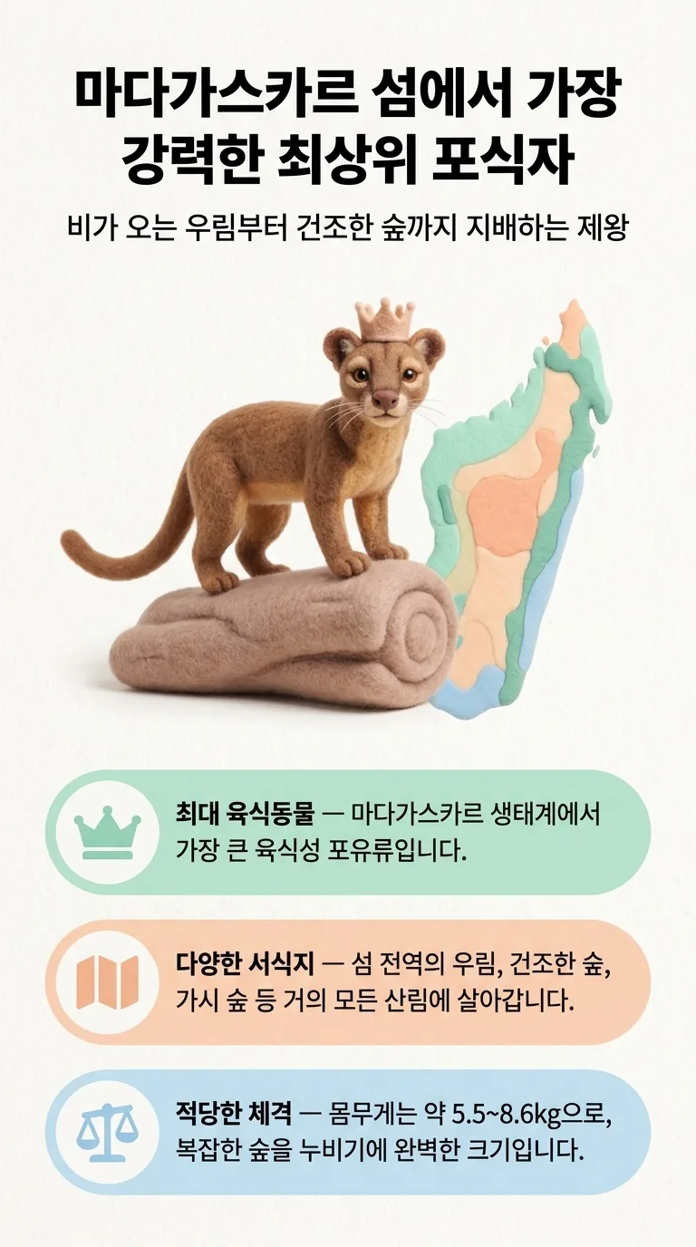 마다가스카르 섬에서 가장 강력한 최상위 포식자 — 비가 오는 우림부터 건조한 숲까지 지배하는 제왕 — 최대 육식동물 / 다양한 서식지 / 적당한 체격