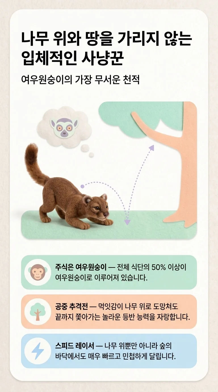 나무 위와 땅을 가리지 않는 입체적인 사냥꾼 — 여우원숭이의 가장 무서운 천적 — 주식은 여우원숭이 / 공중 추격전 / 스피드 레이서