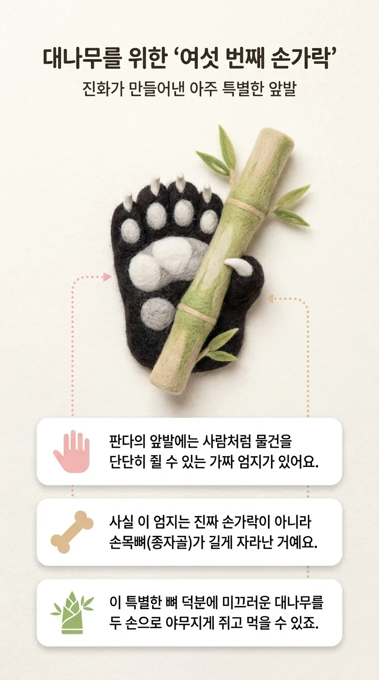 대나무를 위한 '여섯 번째 손가락' — 진화가 만들어낸 아주 특별한 앞발