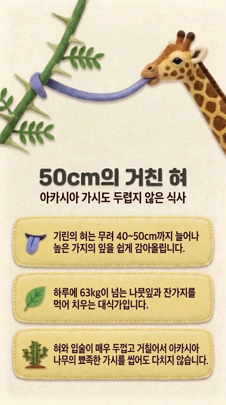 50cm의 거친 혀 — 아카시아 가시도 두렵지 않은 식사