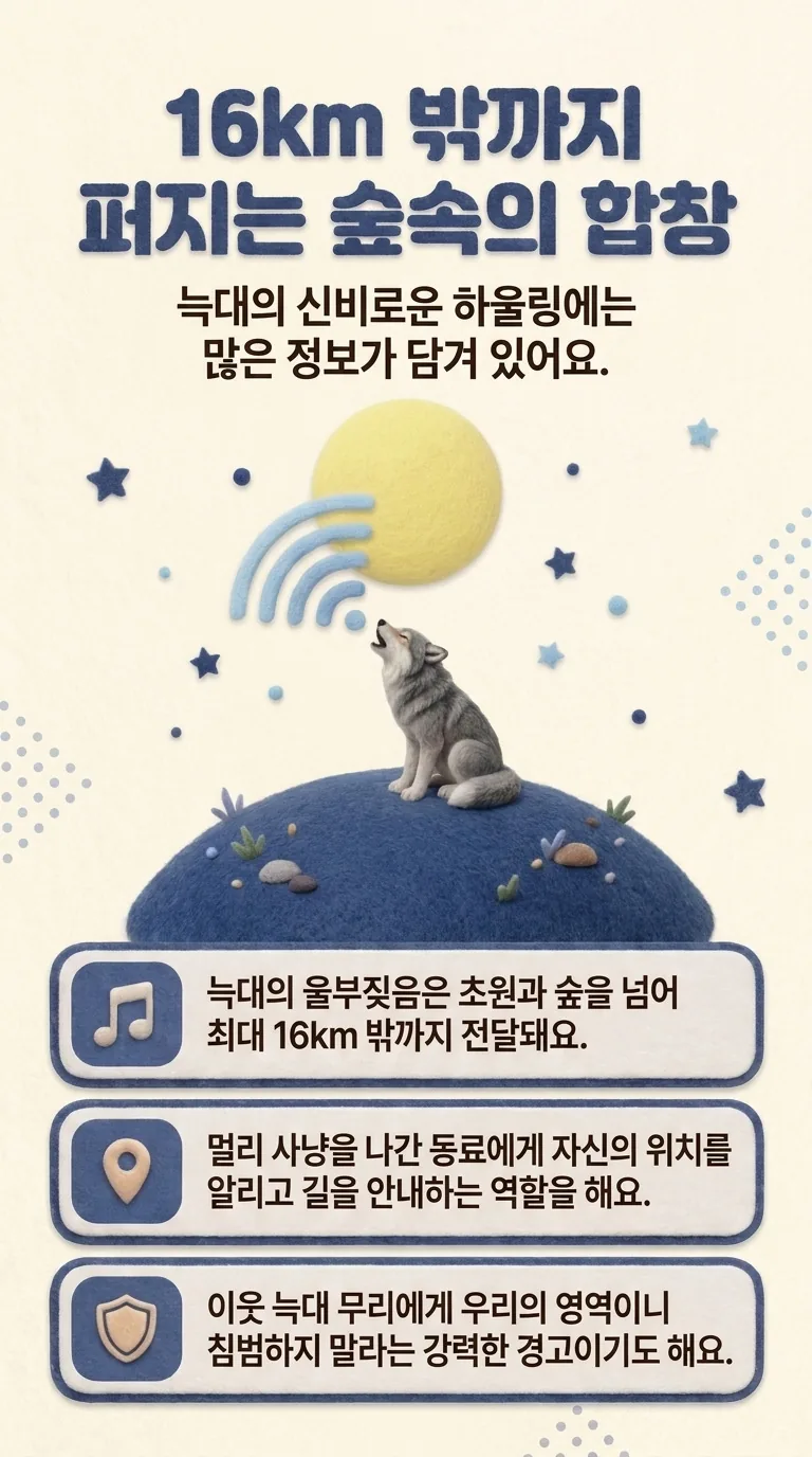 16km 밖까지 퍼지는 숲속의 합창 — 늑대의 신비로운 하울링에는 많은 정보가 담겨 있어요.