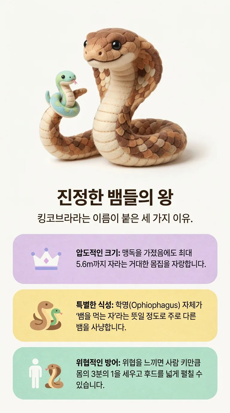 진정한 뱀들의 왕 — 킹코브라라는 이름이 붙은 세 가지 이유. — 압도적인 크기 / 특별한 식성 / 위협적인 방어
