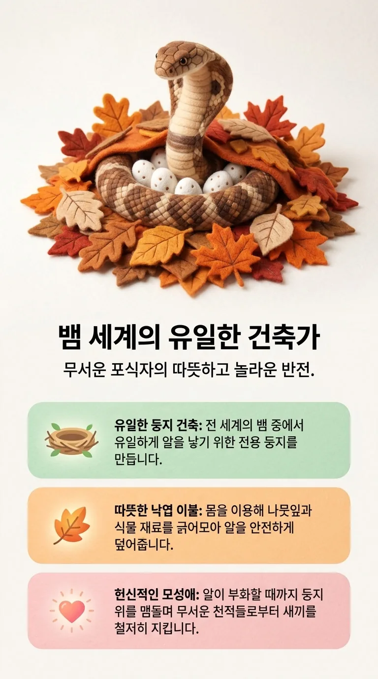 뱀 세계의 유일한 건축가 — 무서운 포식자의 따뜻하고 놀라운 반전. — 유일한 둥지 건축 / 따뜻한 낙엽 이불 / 헌신적인 모성애