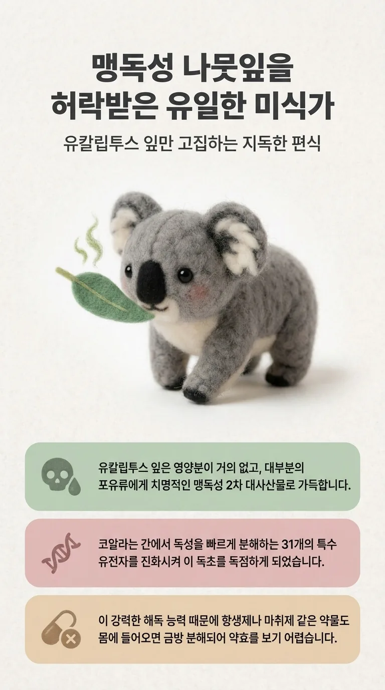 맹독성 나뭇잎을 허락받은 유일한 미식가 — 유칼립투스 잎만 고집하는 지독한 편식