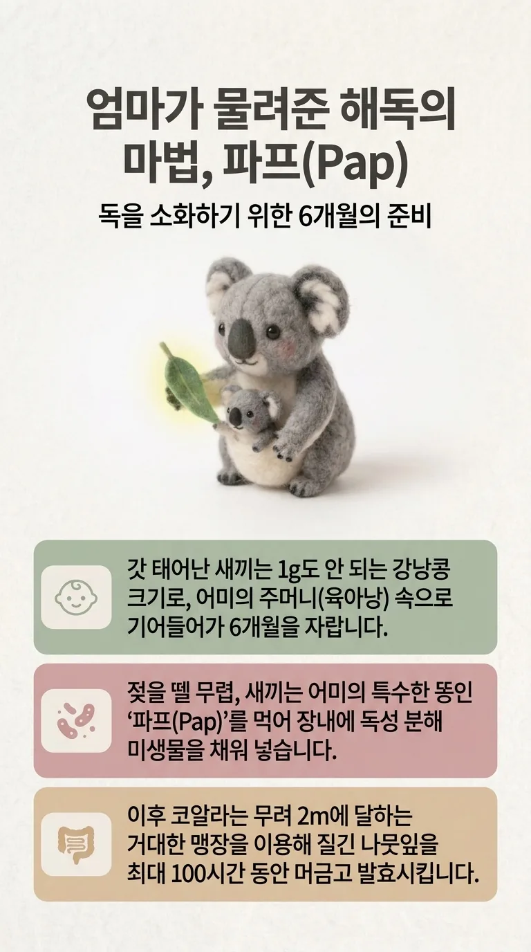 엄마가 물려준 해독의 마법, 파프(Pap) — 독을 소화하기 위한 6개월의 준비