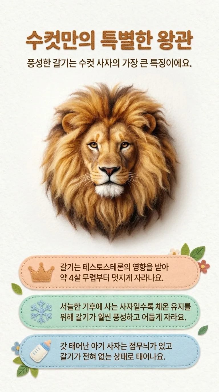 수컷만의 특별한 왕관 — 풍성한 갈기는 수컷 사자의 가장 큰 특징이에요.