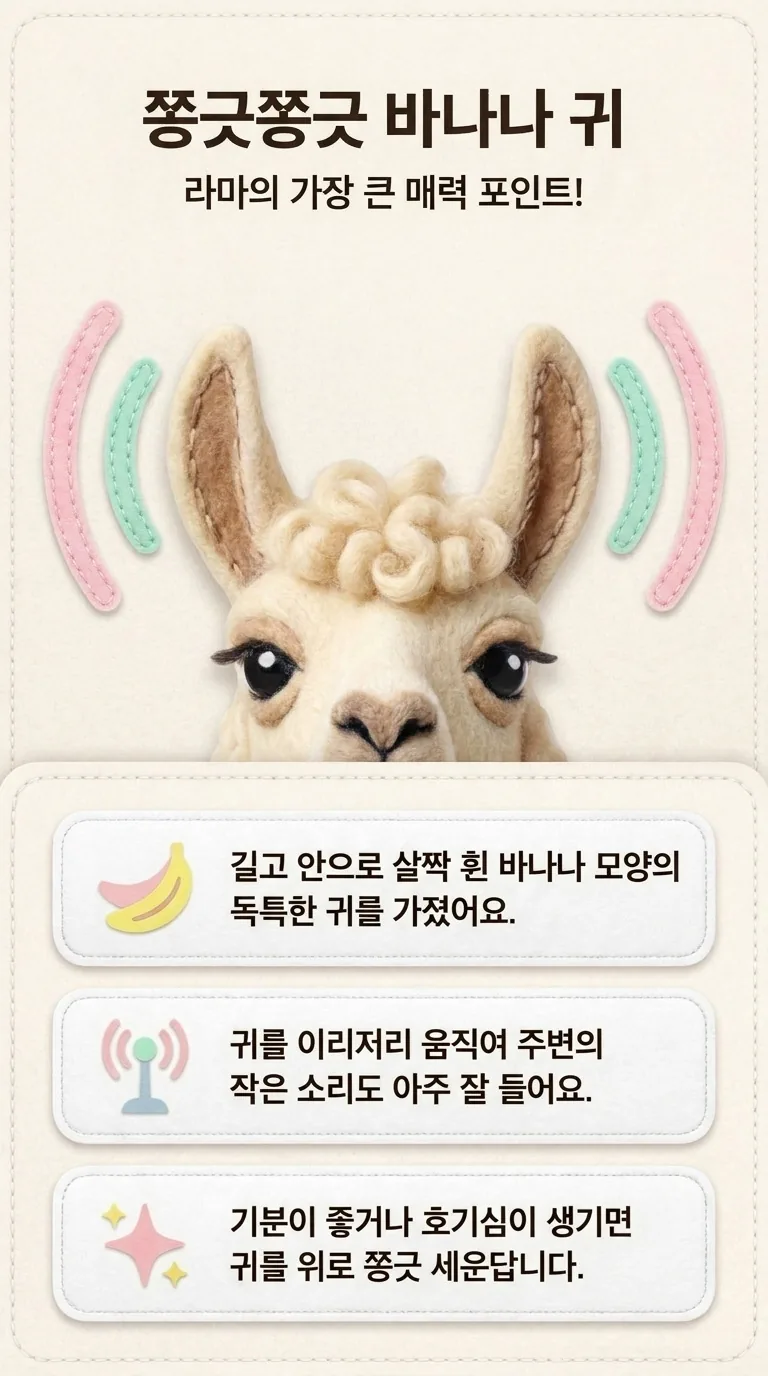 쫑긋쫑긋 바나나 귀 — 라마의 가장 큰 매력 포인트!