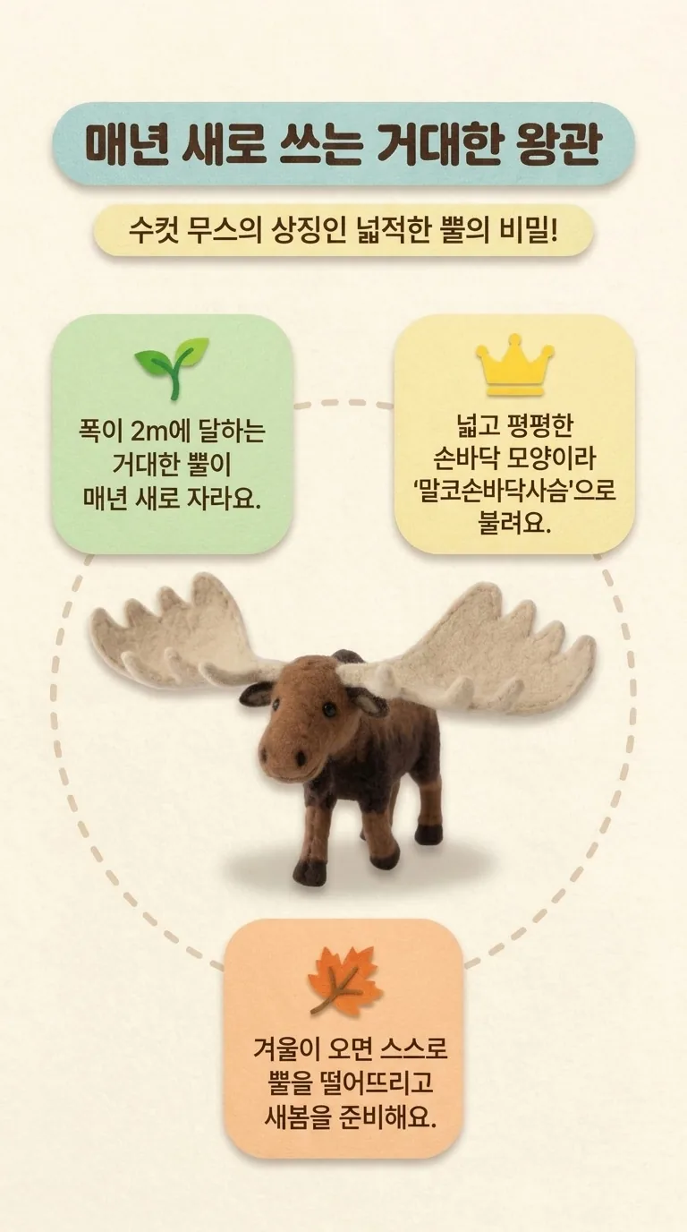 매년 새로 쓰는 거대한 왕관 — 수컷 무스의 상징인 넓적한 뿔의 비밀!