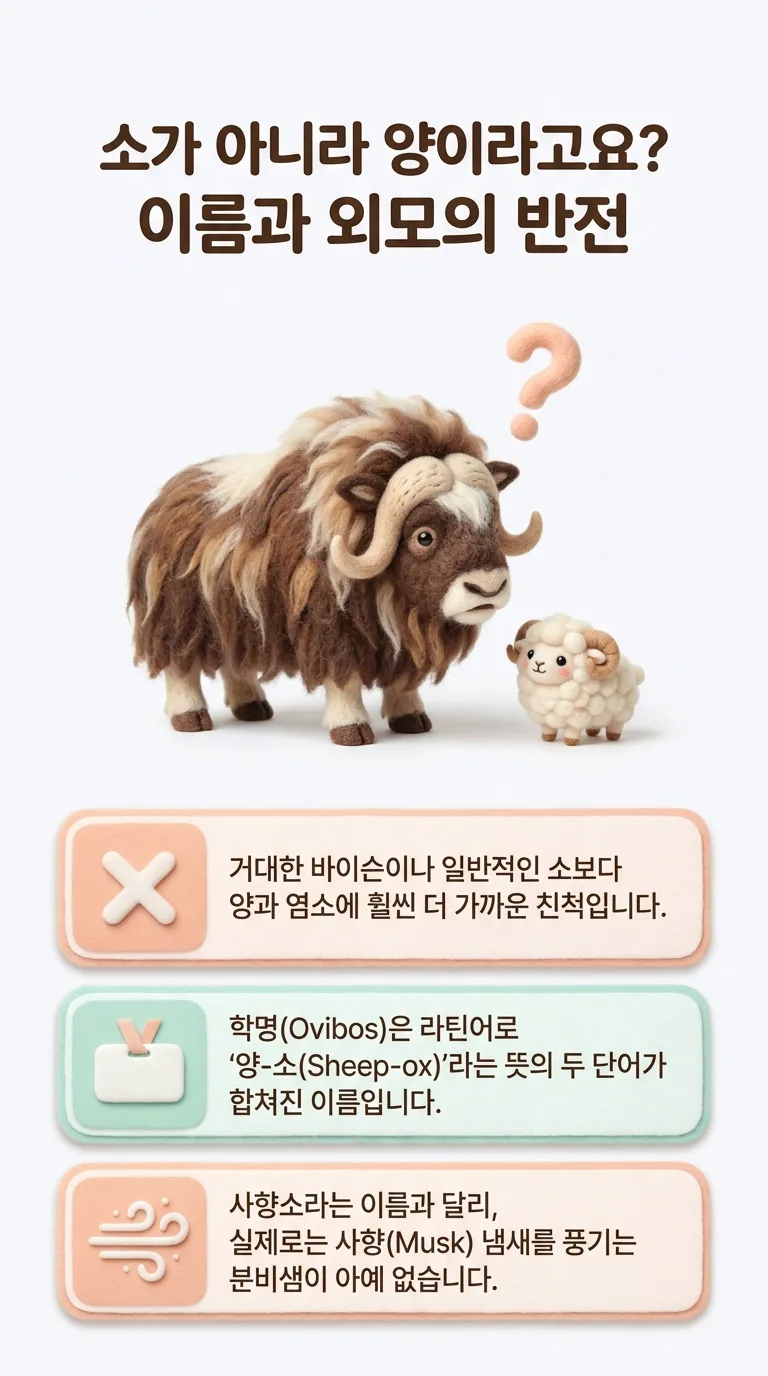 소가 아니라 양이라고요? — 이름과 외모의 반전
