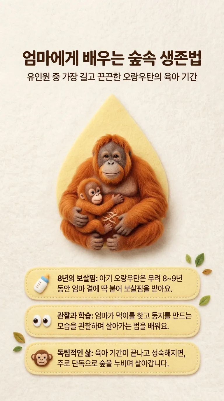 엄마에게 배우는 숲속 생존법 — 유인원 중 가장 길고 끈끈한 오랑우탄의 육아 기간 — 8년의 보살핌 / 관찰과 학습 / 독립적인 삶