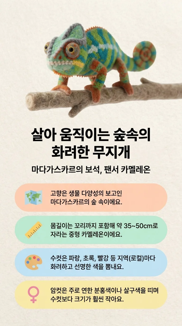 살아 움직이는 숲속의 화려한 무지개 — 마다가스카르의 보석, 팬서 카멜레온