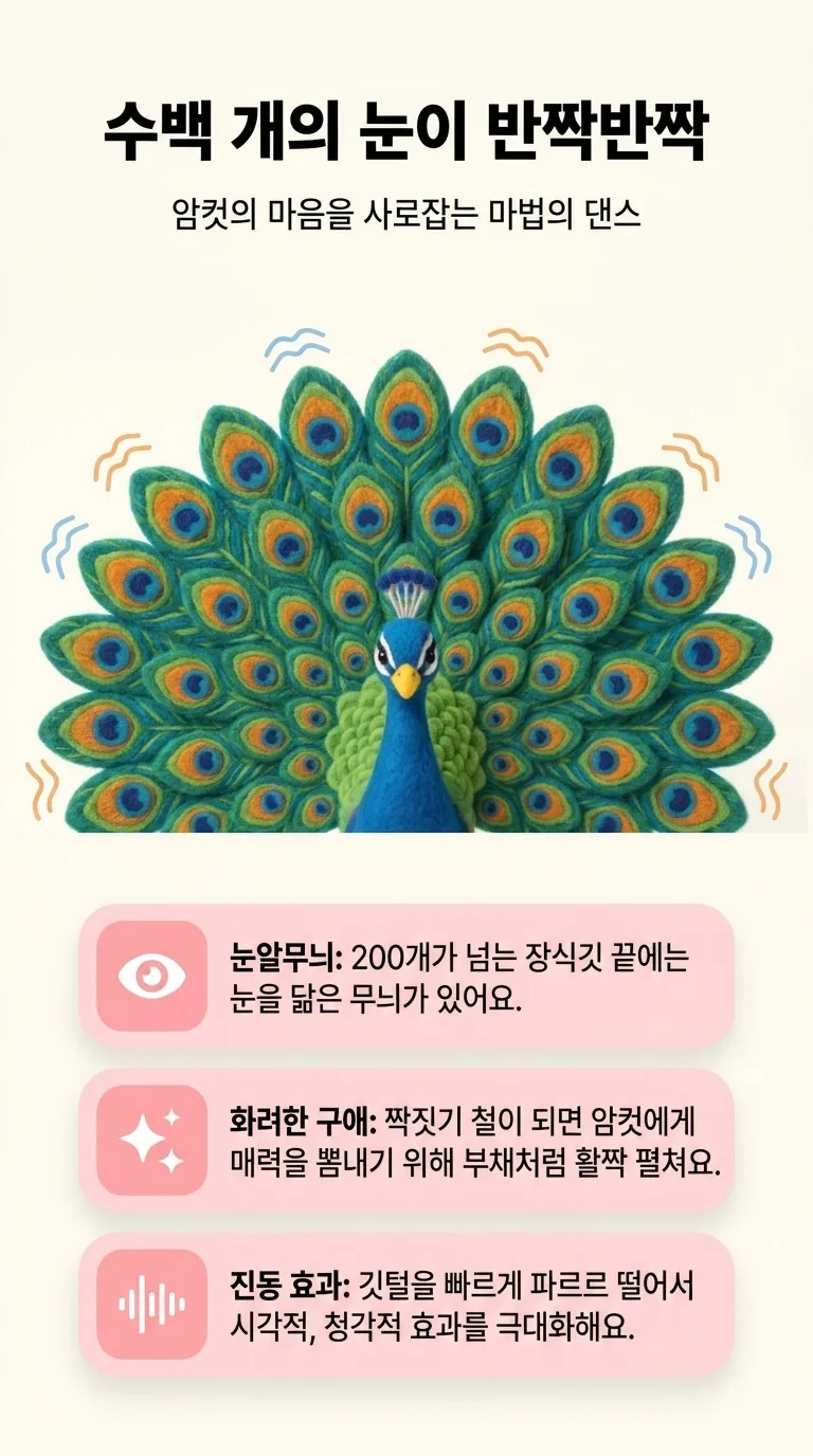 수백 개의 눈이 반짝반짝 — 암컷의 마음을 사로잡는 마법의 댄스 — 눈알무늬 / 화려한 구애 / 진동 효과