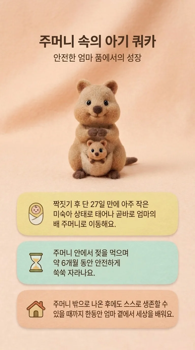주머니 속의 아기 쿼카 — 안전한 엄마 품에서의 성장
