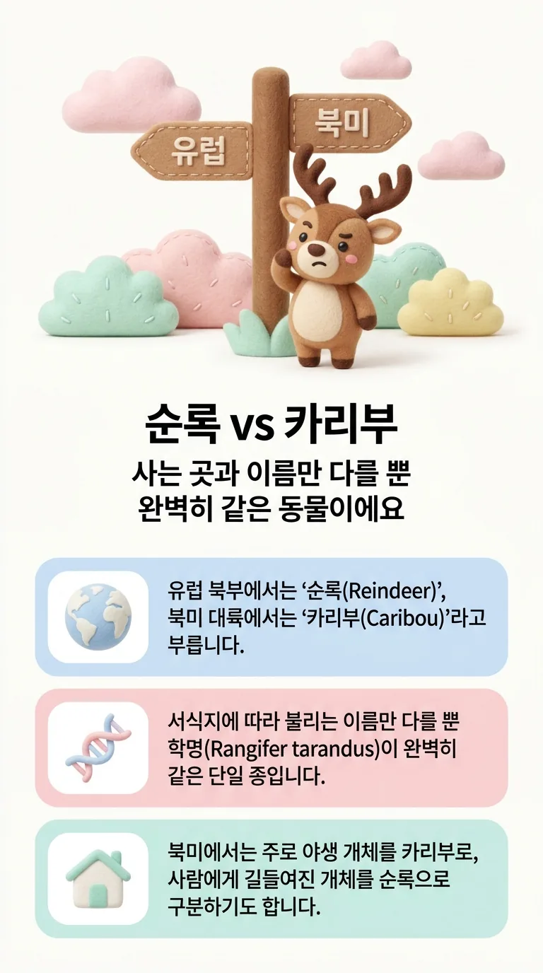 순록 vs 카리부 — 사는 곳과 이름만 다를 뿐 완벽히 같은 동물이에요