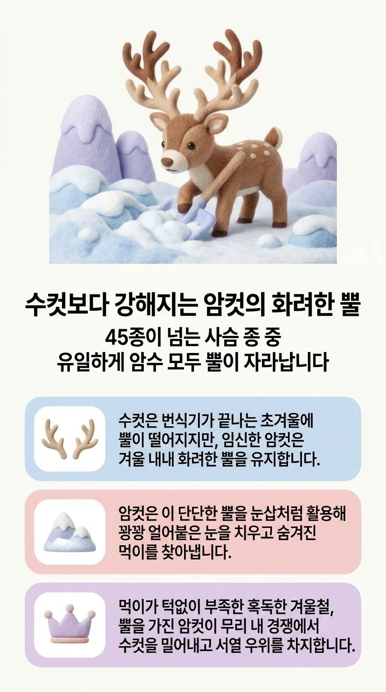수컷보다 강해지는 암컷의 화려한 뿔 — 45종이 넘는 사슴 종 중 유일하게 암수 모두 뿔이 자라납니다