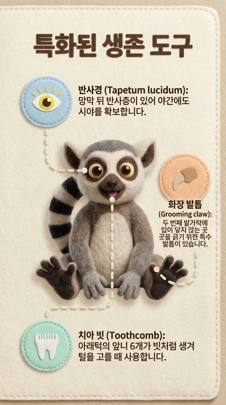 특화된 생존 도구 — 반사경 (Tapetum lucidum) / 화장 발톱 (Grooming claw) / 치아 빗 (Toothcomb)