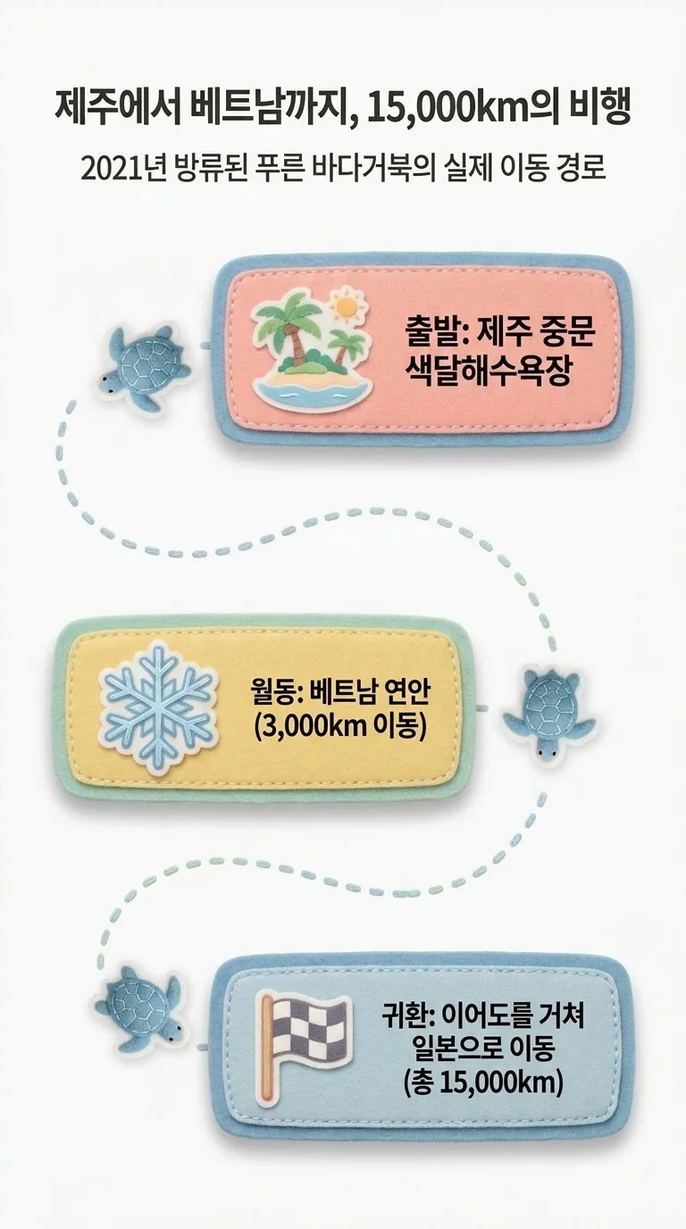 제주에서 베트남까지, 15,000km의 비행 — 2021년 방류된 푸른 바다거북의 실제 이동 경로 — 출발 / 월동 / 귀환