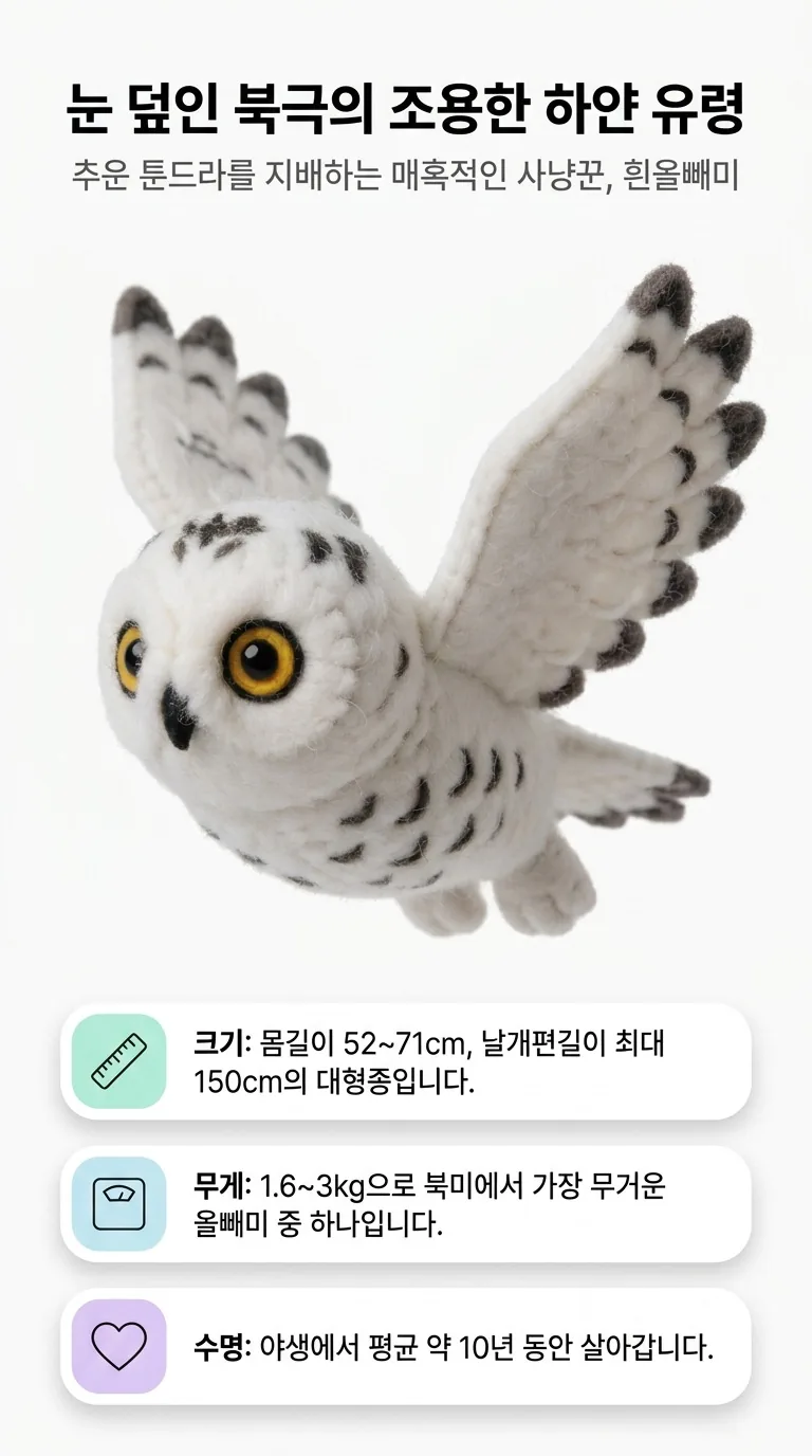 눈 덮인 북극의 조용한 하얀 유령 — 추운 툰드라를 지배하는 매혹적인 사냥꾼, 흰올빼미 — 크기 / 무게 / 수명