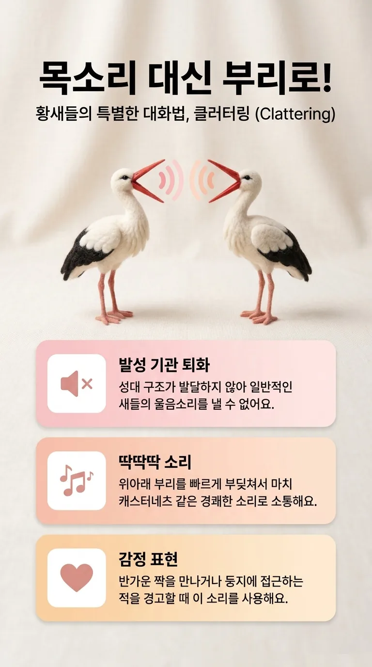 목소리 대신 부리로! — 황새들의 특별한 대화법, 클러터링 (Clattering) — 발성 기관 퇴화 / 딱딱딱 소리 / 감정 표현